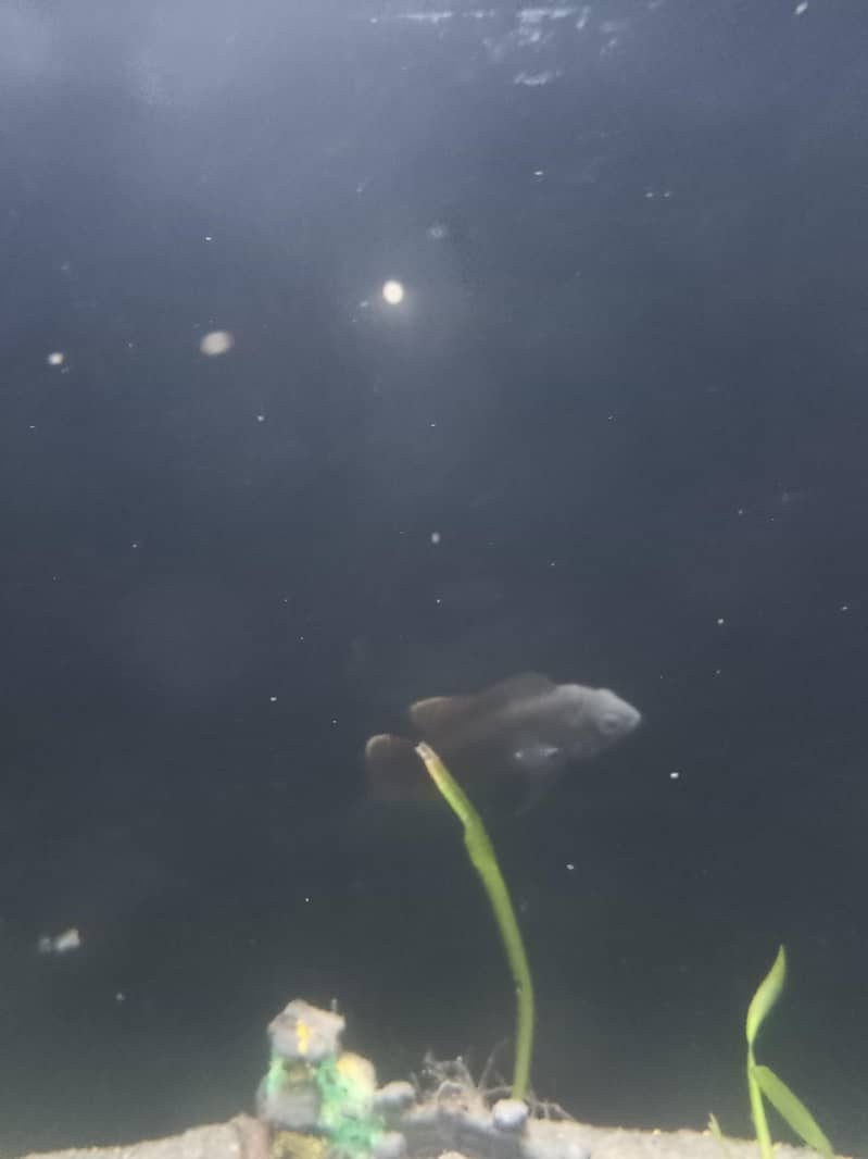 oscar fish 3