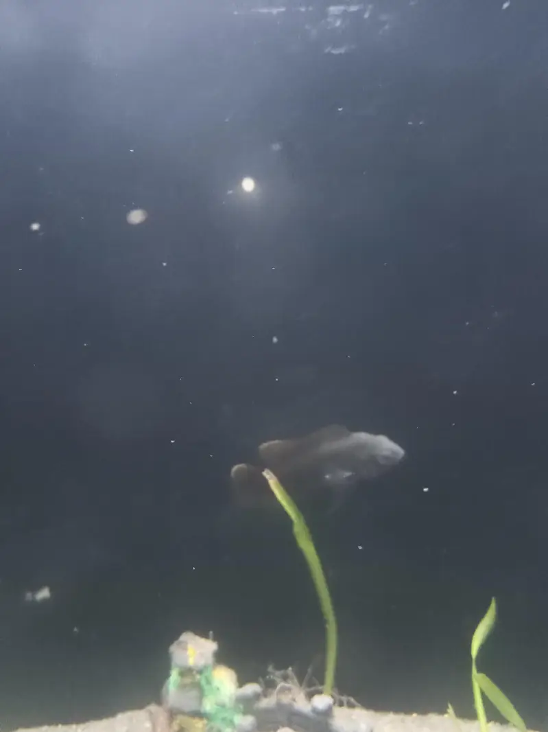 oscar fish — photo 4