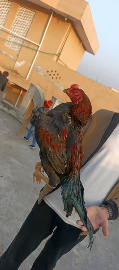 high quality aseel murghy for sale03415327663