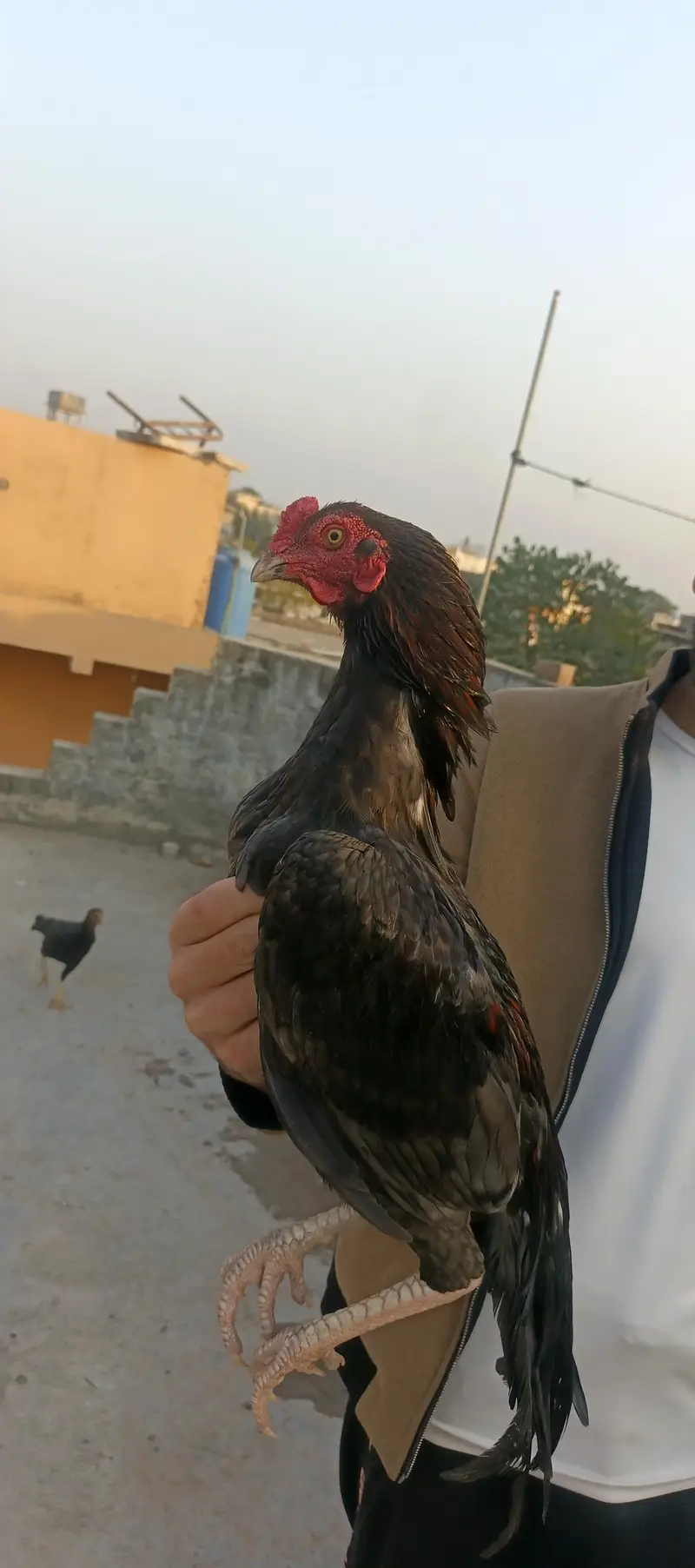 high quality aseel murghy for sale03415327663 — photo 3