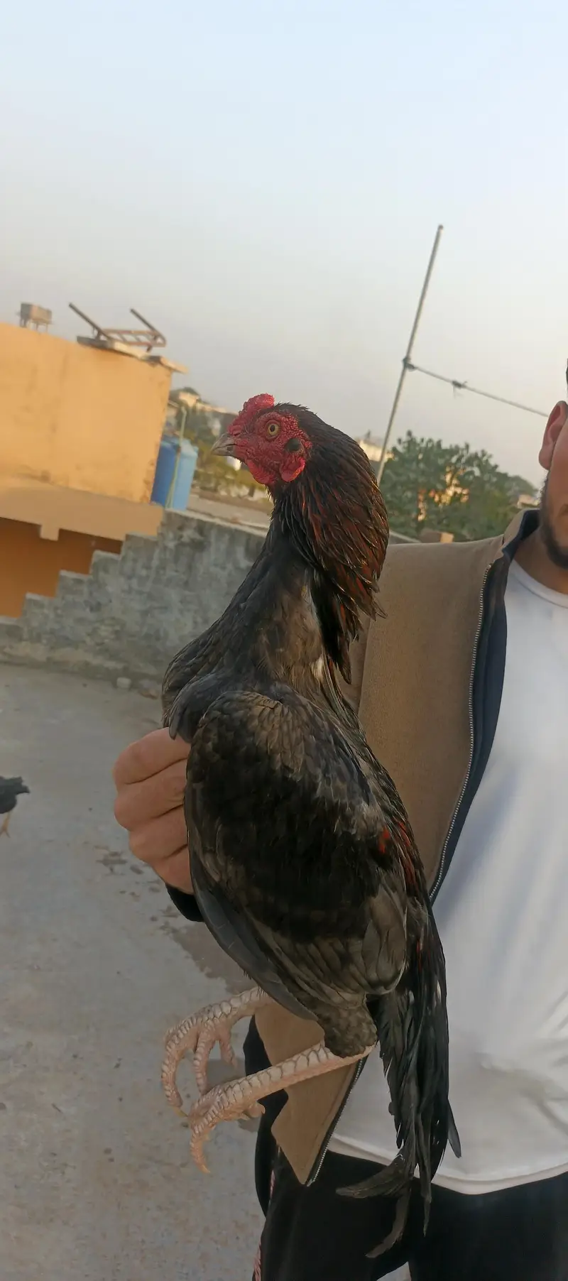 high quality aseel murghy for sale03415327663 — photo 4
