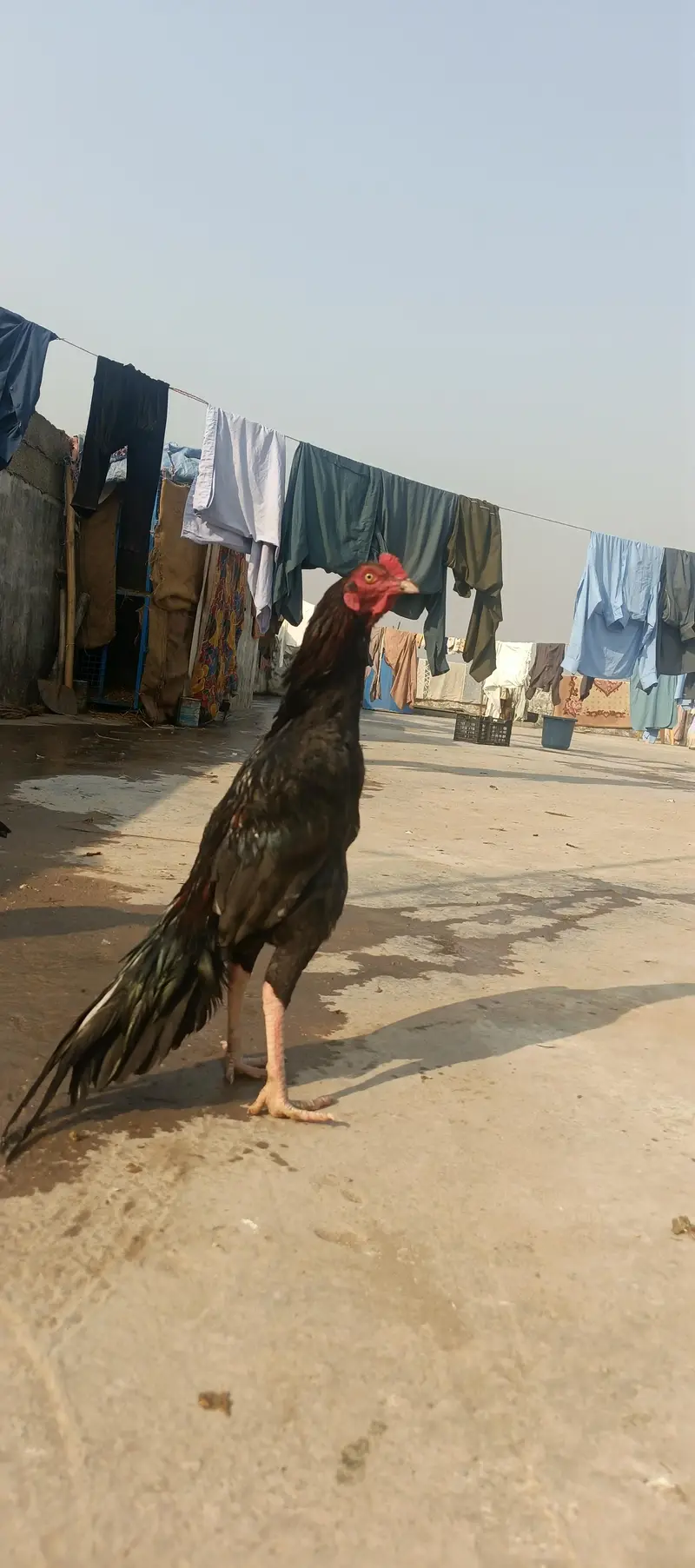 high quality aseel murghy for sale03415327663 — photo 5
