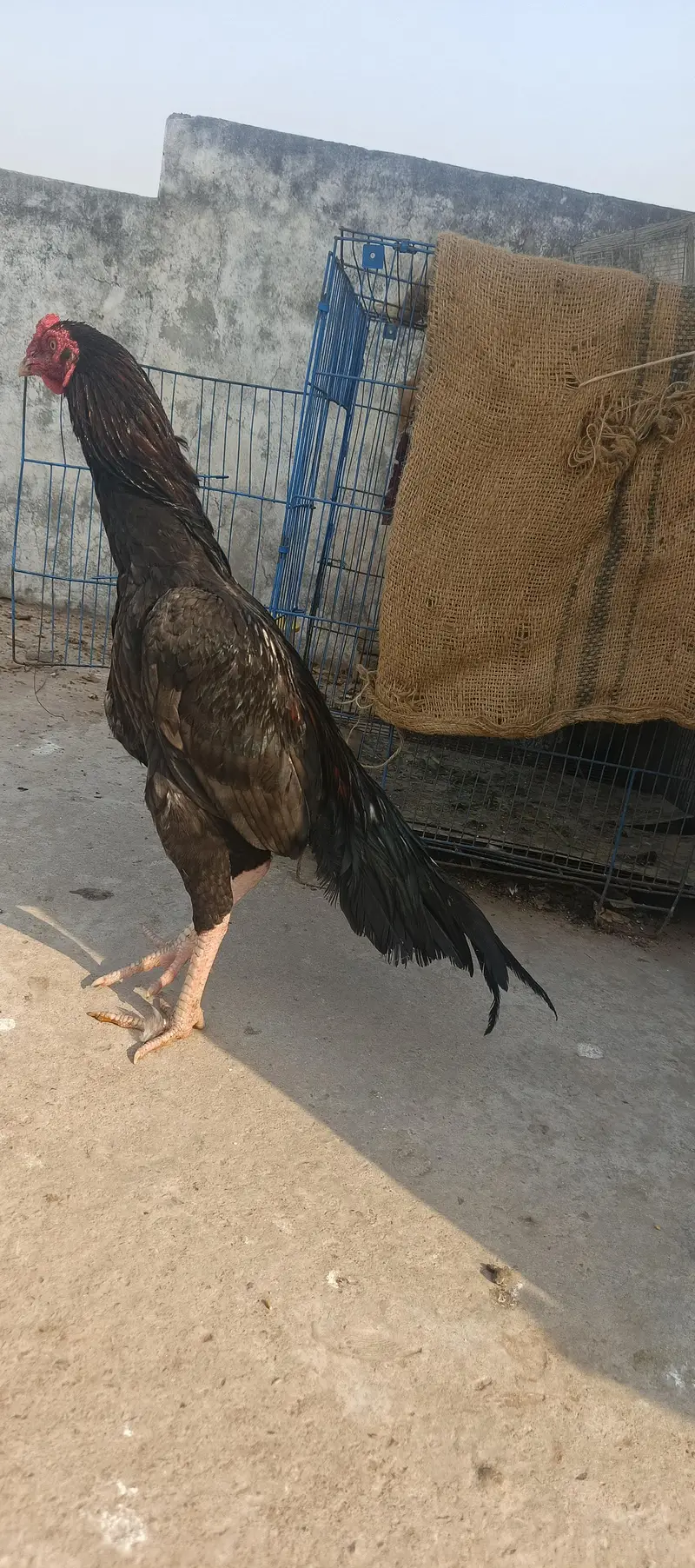 high quality aseel murghy for sale03415327663 — photo 6