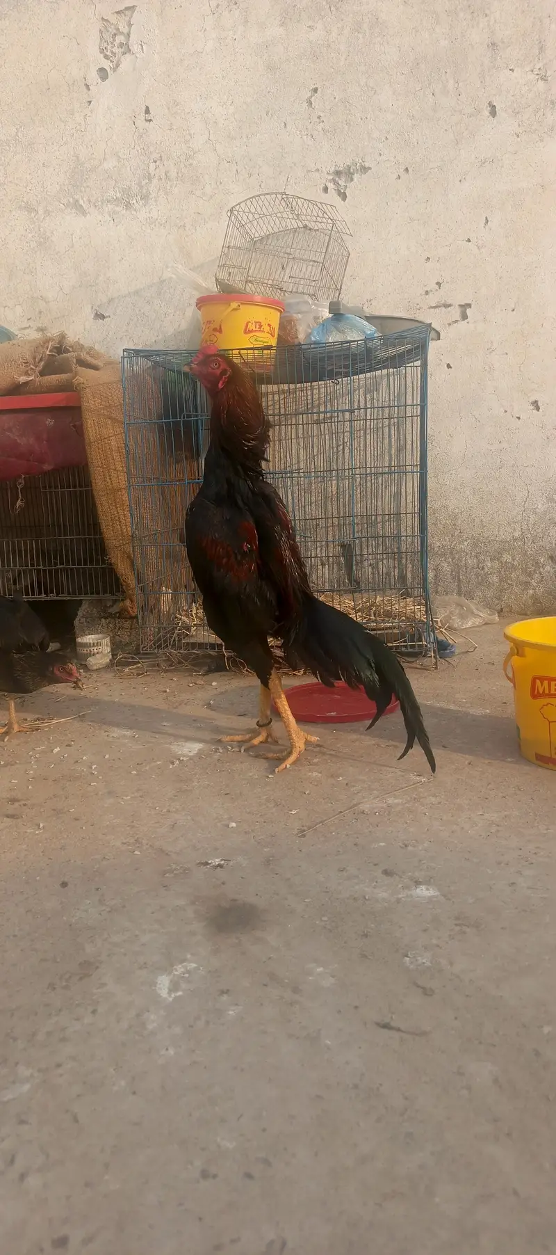 high quality aseel murghy for sale03415327663 — photo 7