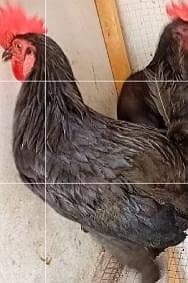 Australorp Rooster / Murgh