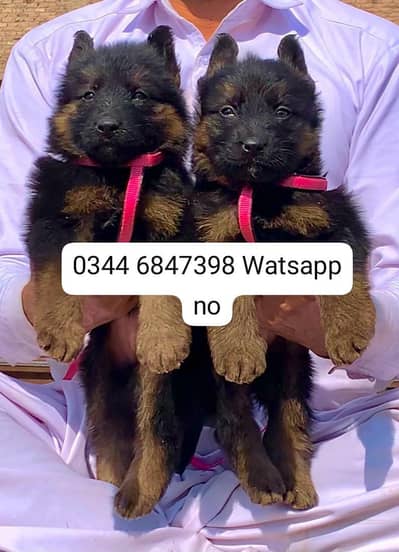 German Shepherd Puppies | Long Coat | Male. Female|