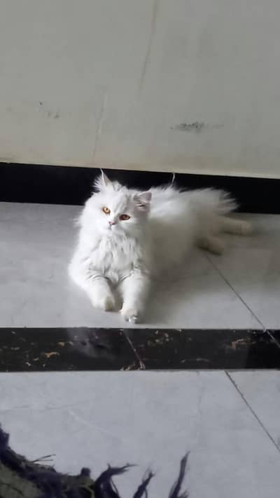 Female triple coated persian cats for sale