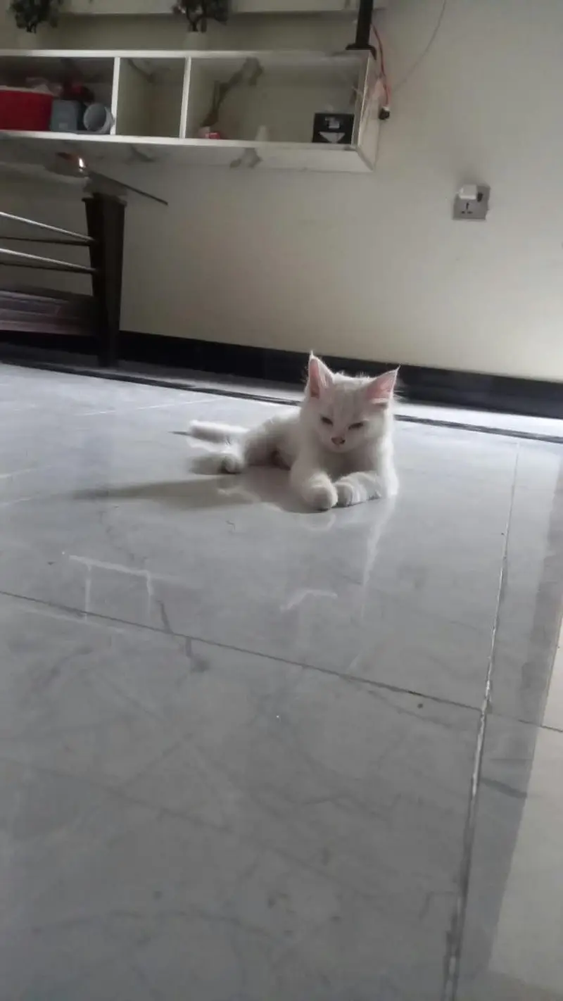 Female triple coated persian cats for sale — photo 2