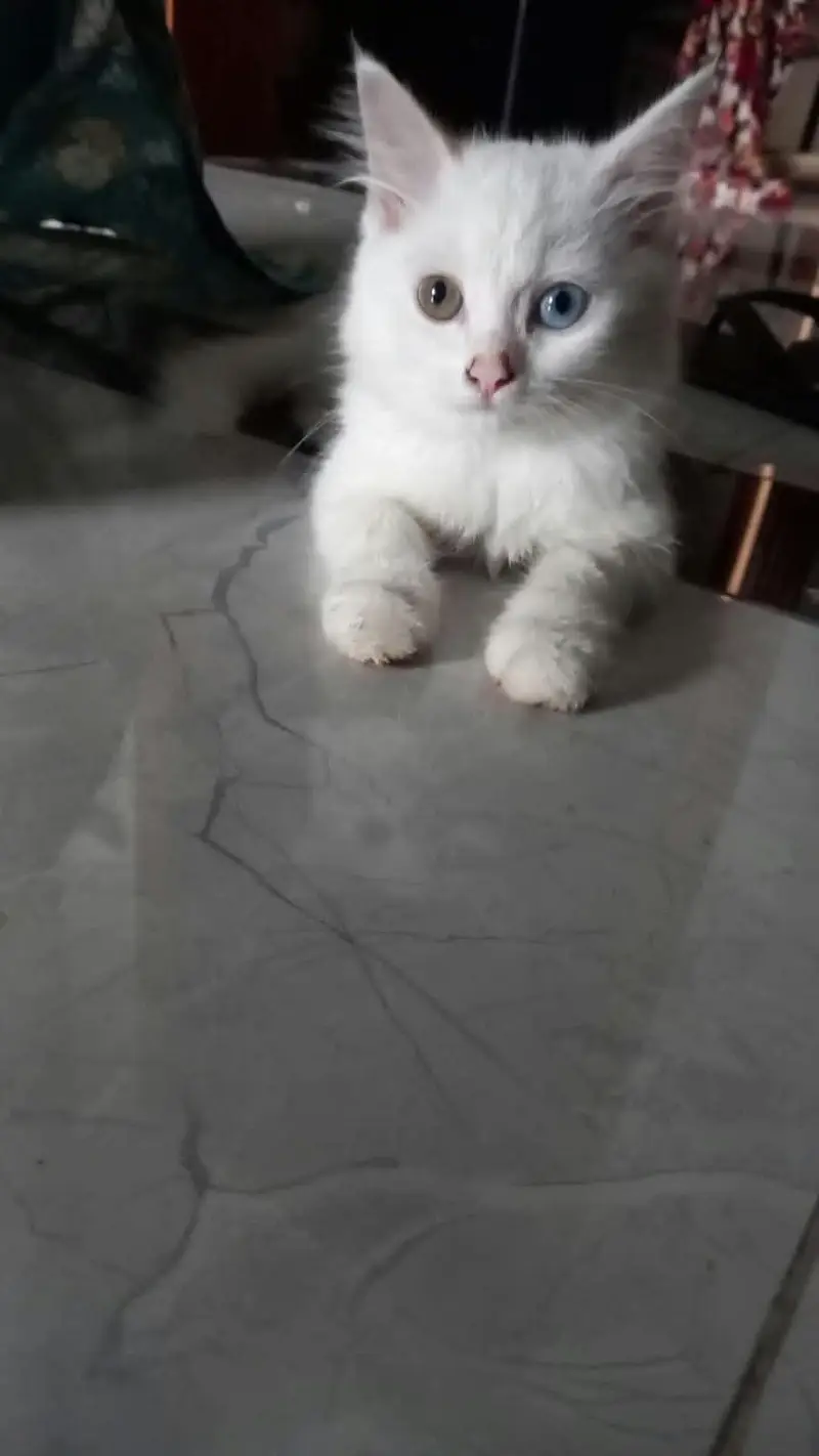 Female triple coated persian cats for sale — photo 3