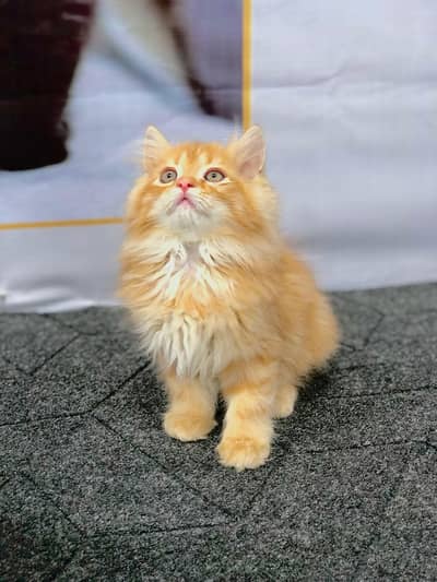 cash on delivery available Persian punch face cat kitten