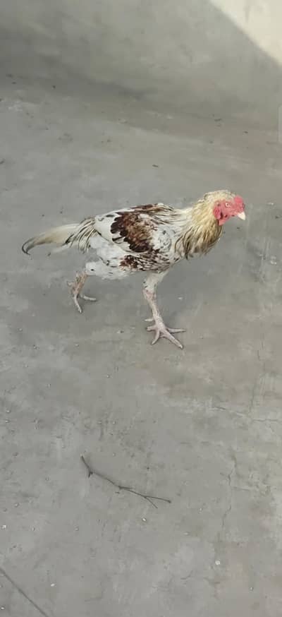 rabta number 03186100588