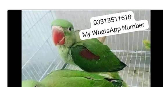 kashmiri Rai parrot for sale