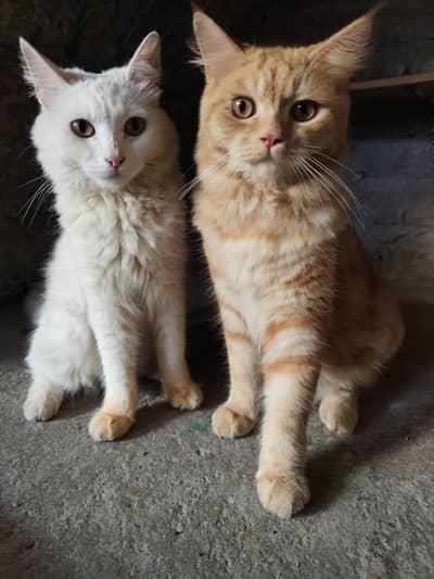 Persian Cats Pair and Female