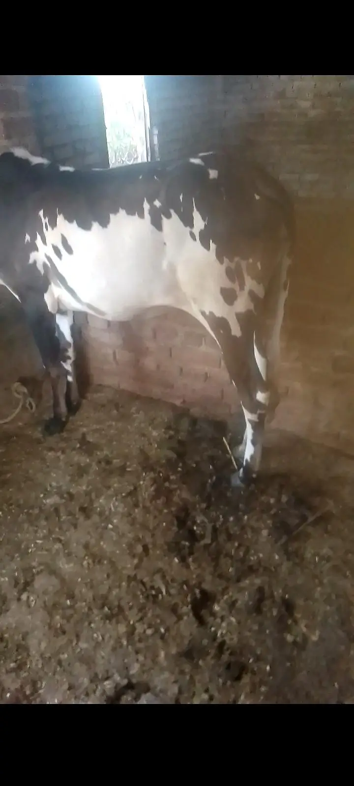 Desi vachi for sale best for qurbani 2027 — photo 5