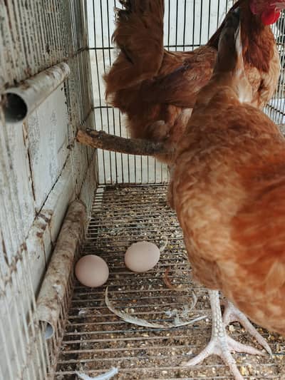 Misri Egg laying | buff