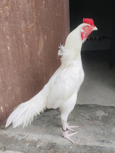 Paper White original Mianwali Heera Aseel
