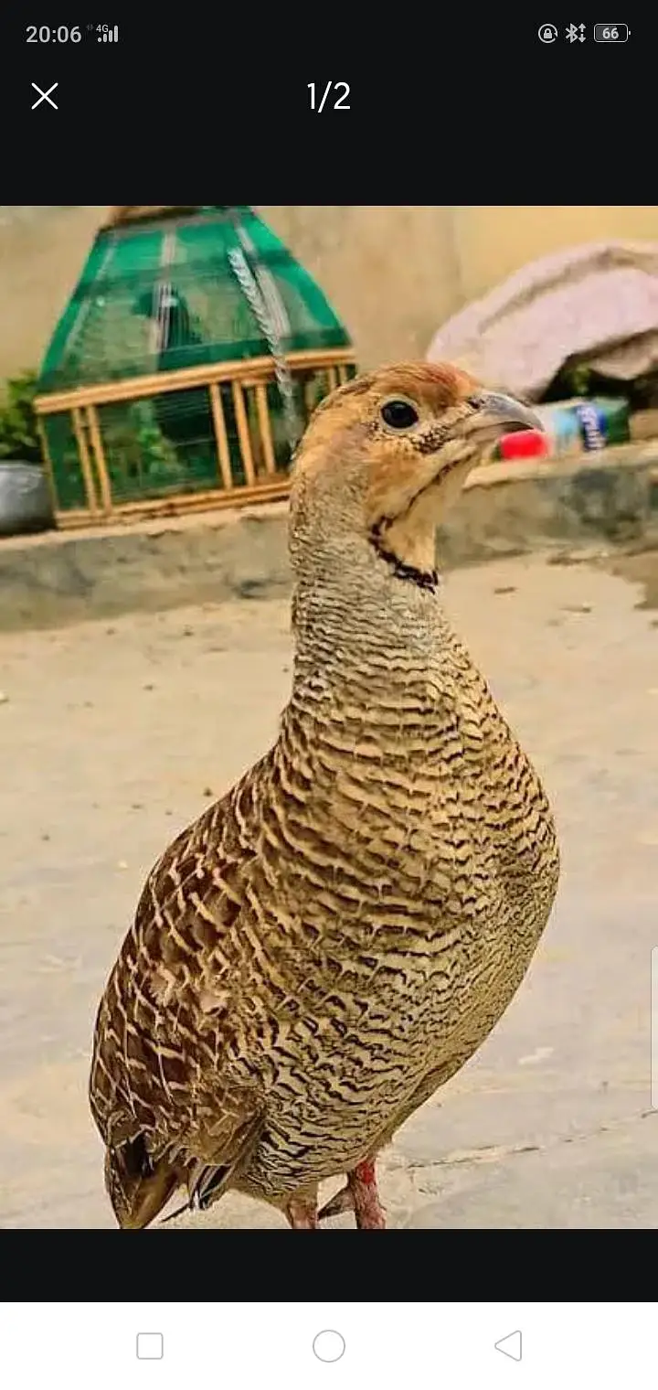 irani nar dakni Madi pair avaible
