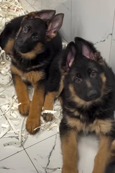 German shepherd puppies for sale healthy