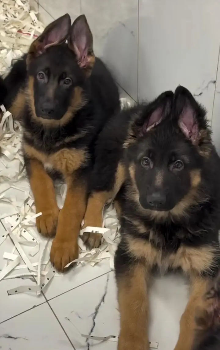 German shepherd puppies for sale healthy — photo 2