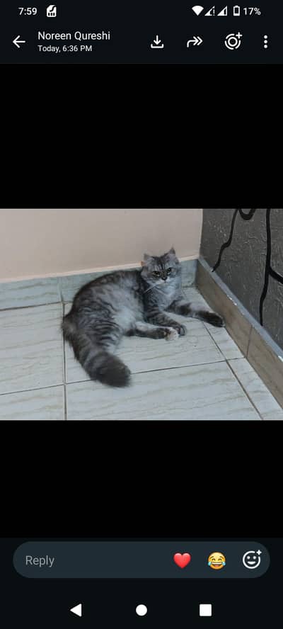 Female cat