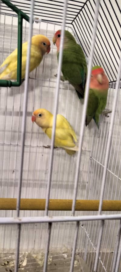 parrot's for sale