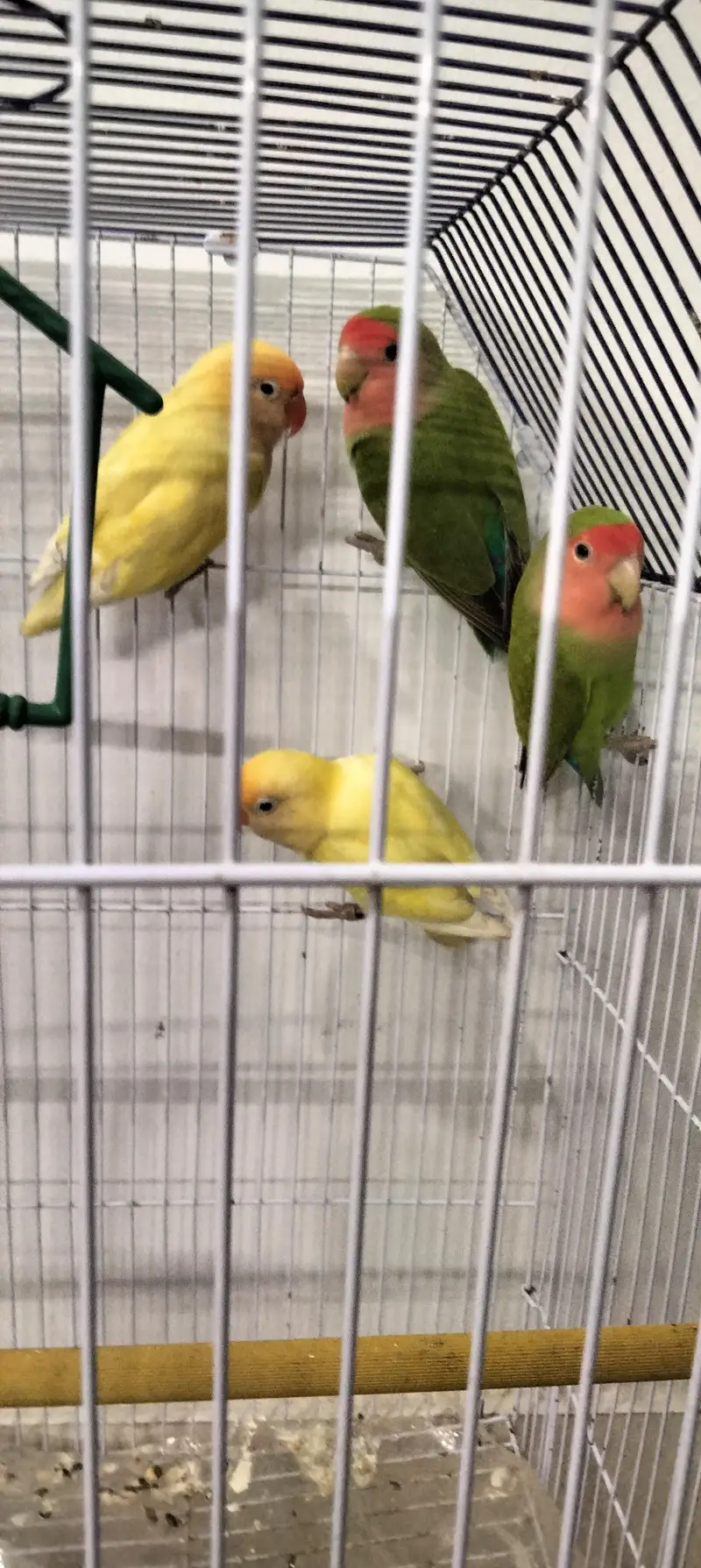 parrot's for sale — photo 2