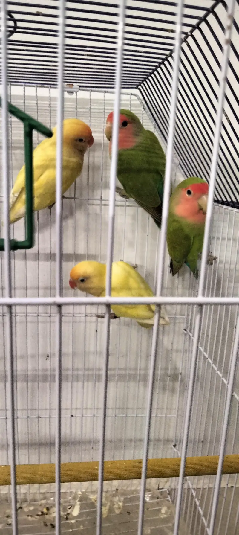 parrot's for sale — photo 3