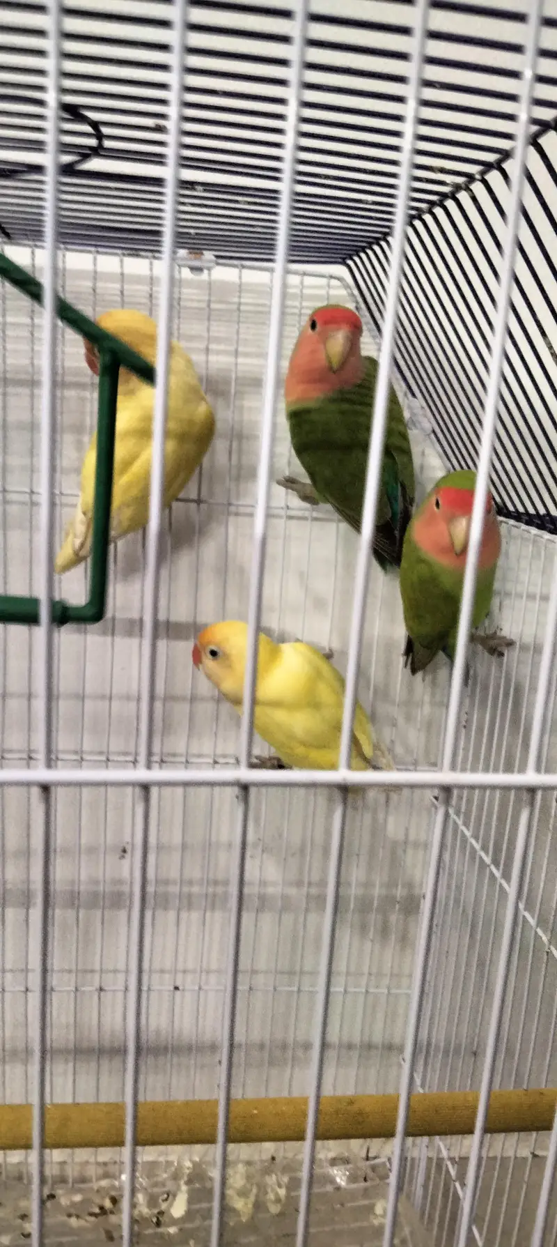 parrot's for sale — photo 4