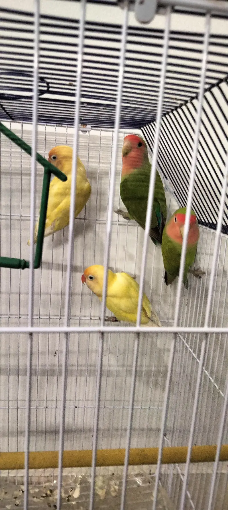 parrot's for sale — photo 5