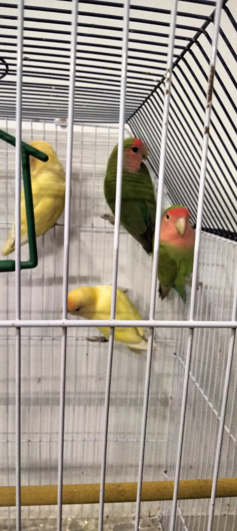 parrot's for sale — photo 6