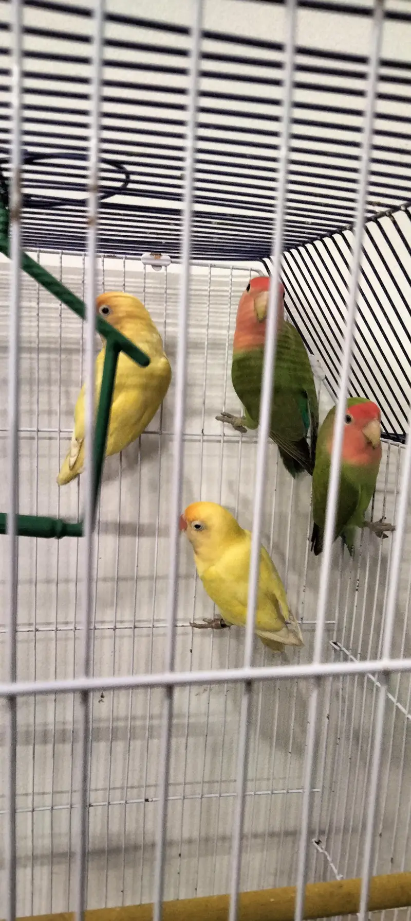 parrot's for sale — photo 7