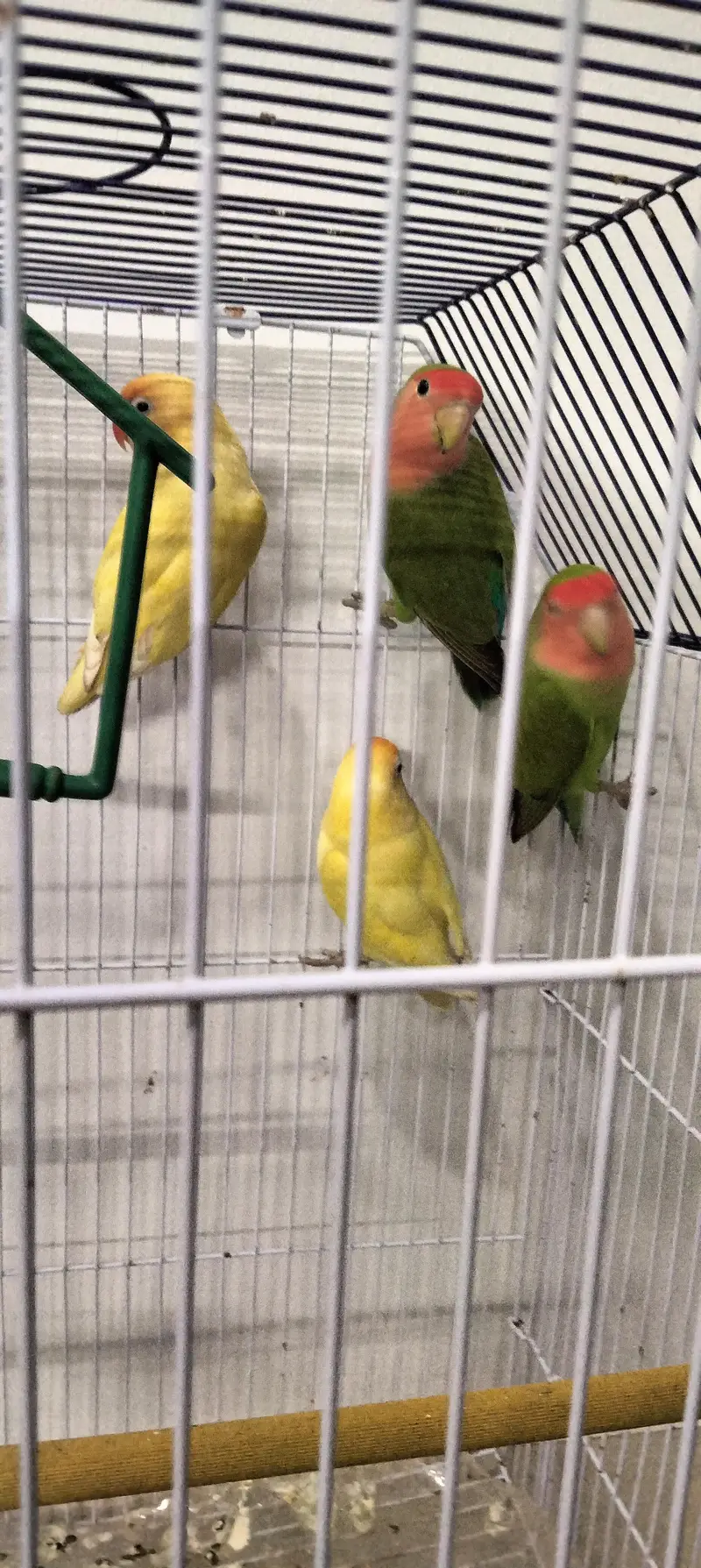 parrot's for sale — photo 8