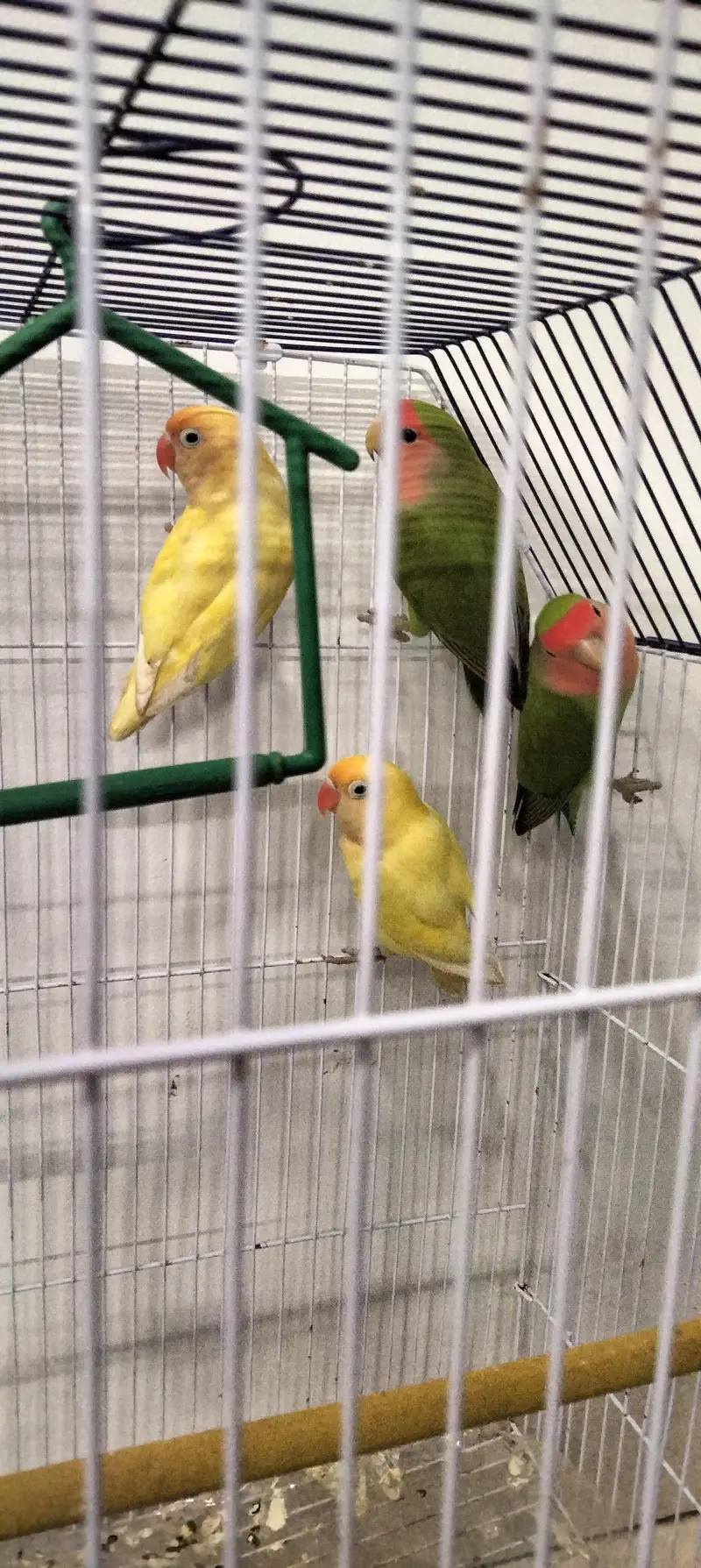 parrot's for sale — photo 9