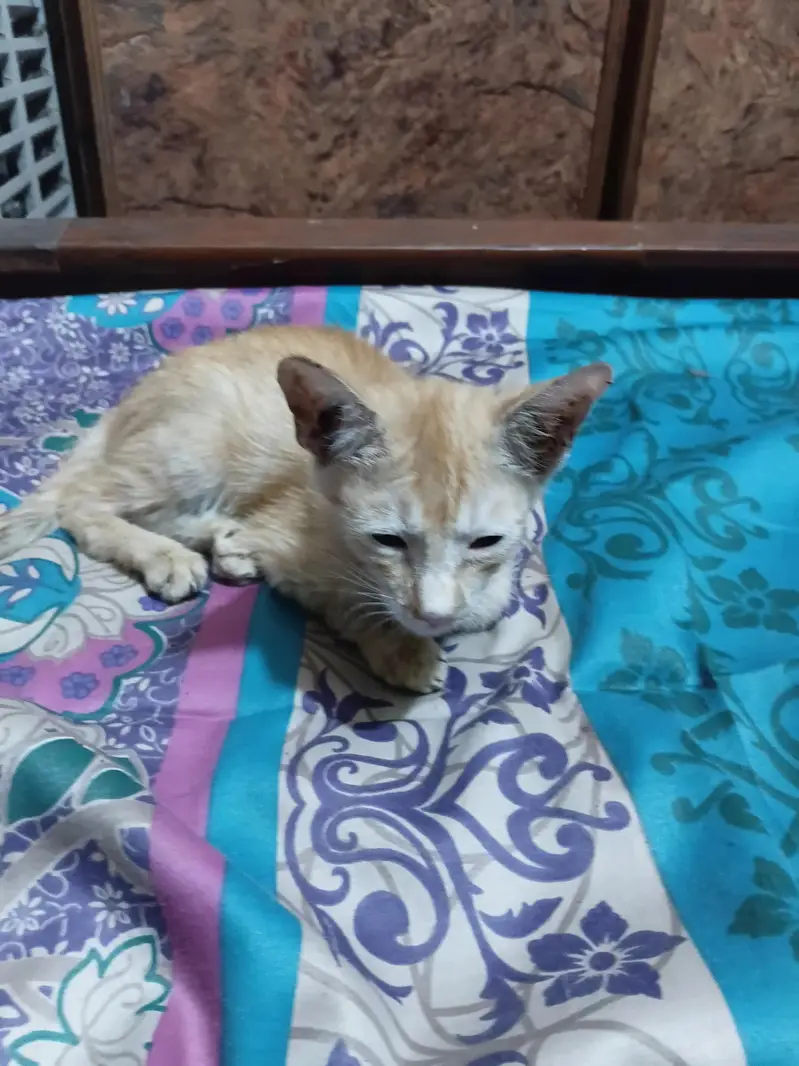 yellow golden n gray kitten — photo 2