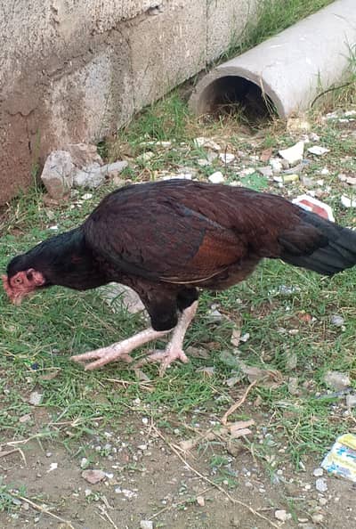 aseel madi 12 eggs k sath for sale