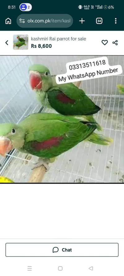 kashmiri Rai parrot for sale