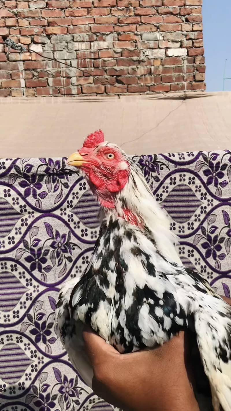 High quality Cheena 0