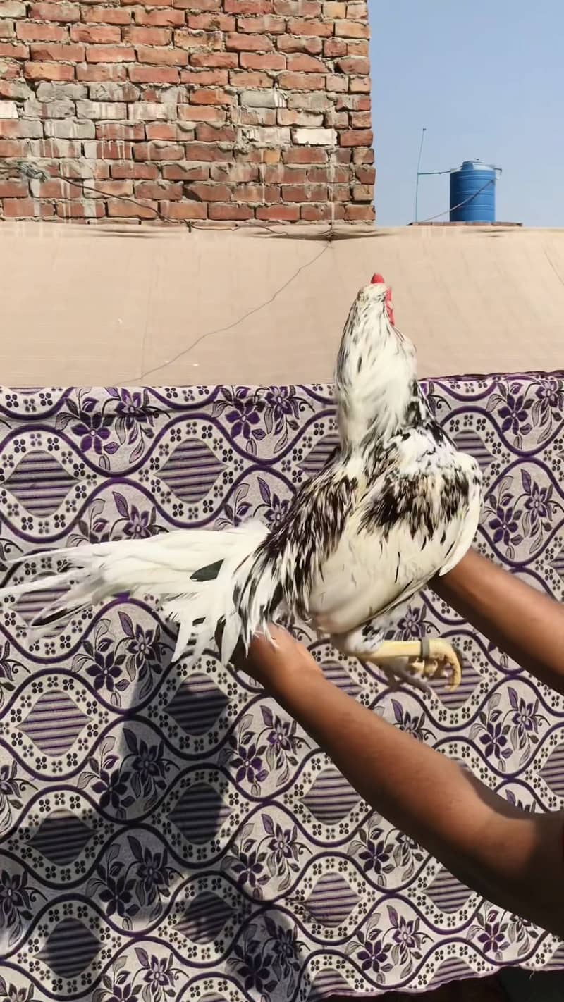 High quality Cheena 3