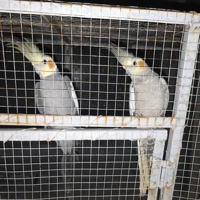 some birds for sale