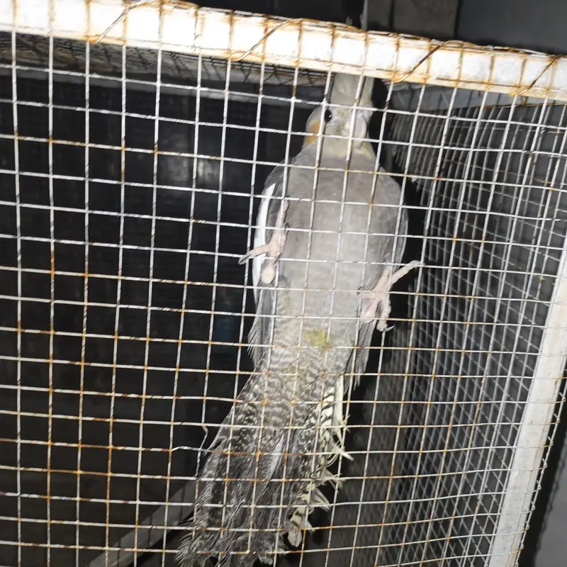 some birds for sale — photo 2