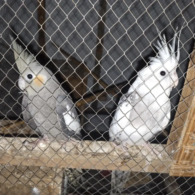 some birds for sale — photo 4
