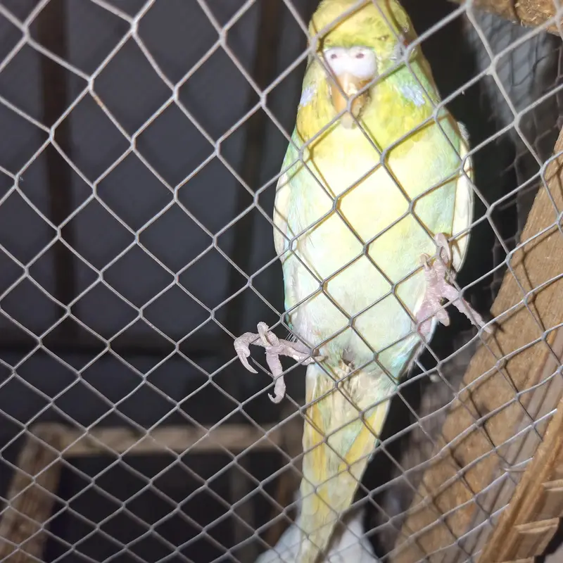 some birds for sale — photo 5