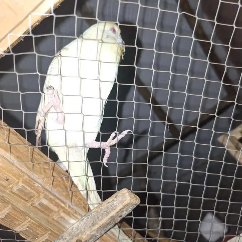 some birds for sale — photo 6