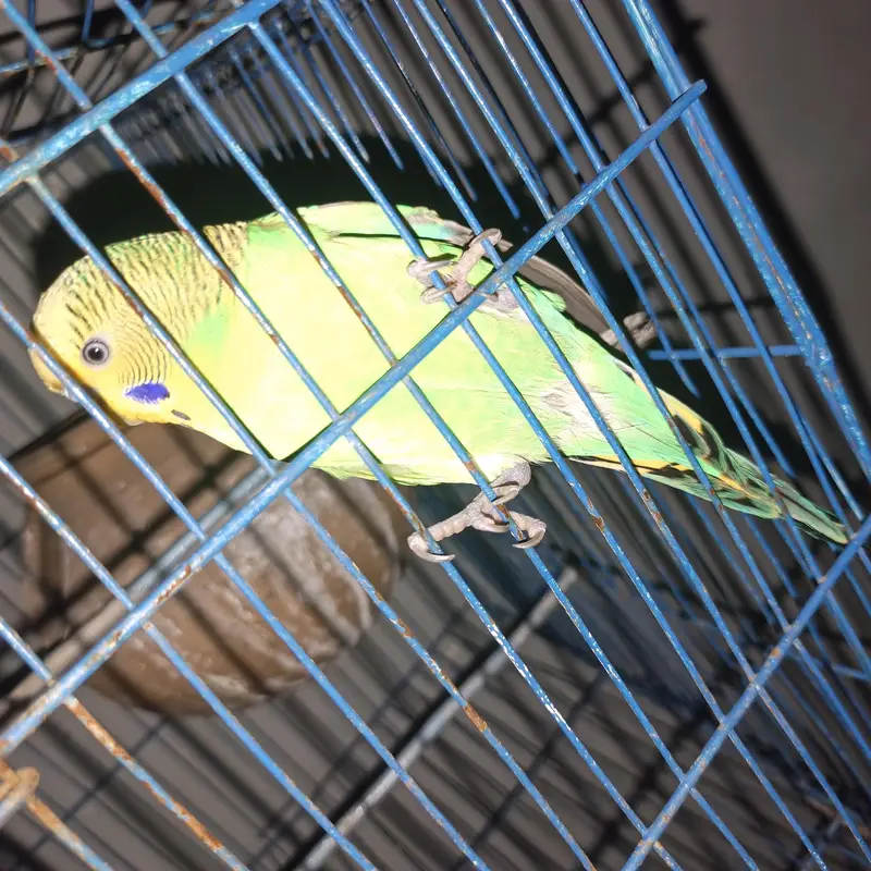 some birds for sale — photo 7