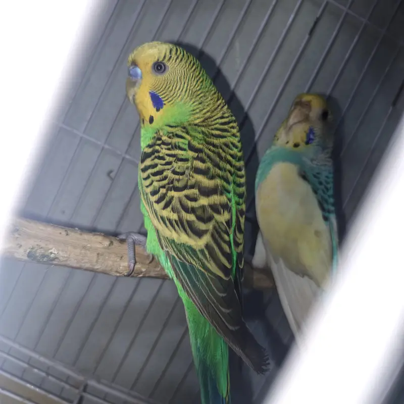 some birds for sale — photo 8