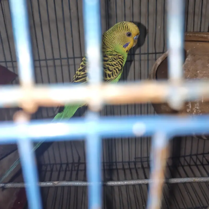 some birds for sale — photo 9