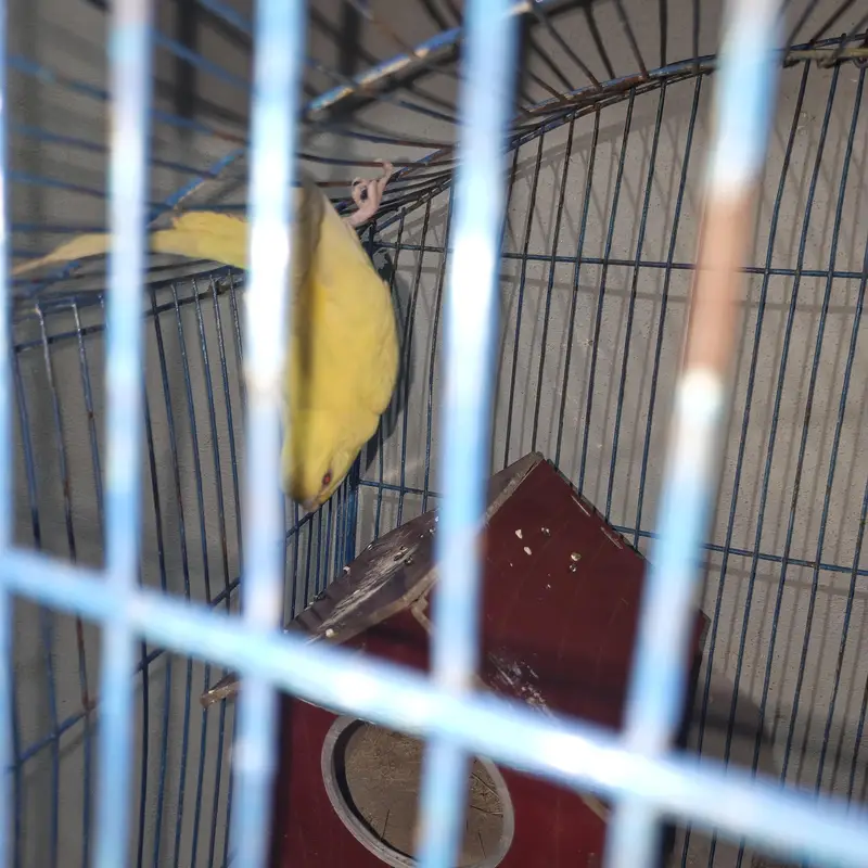 some birds for sale — photo 10