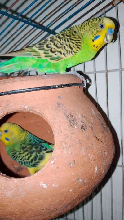 Australian breeder pair for sale % all ok pair