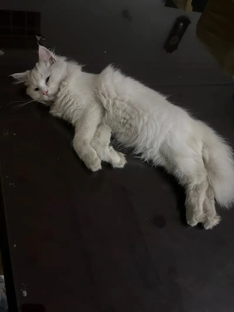Persion cat for sale odd eyes — photo 2