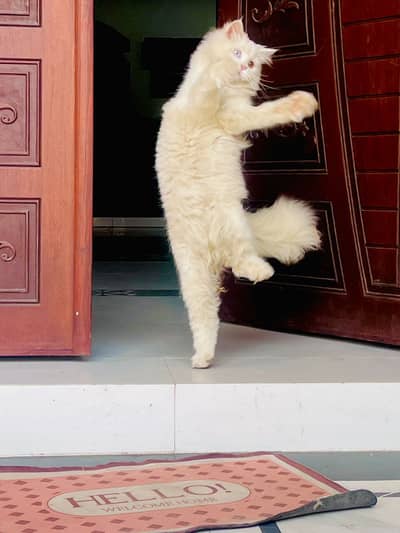 Persion cat for sale odd eyes